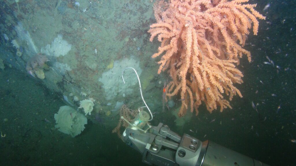 Drivers of Coral and Sponge Community Composition and Size Structure Revealed with Cumulative Abundance Profiles